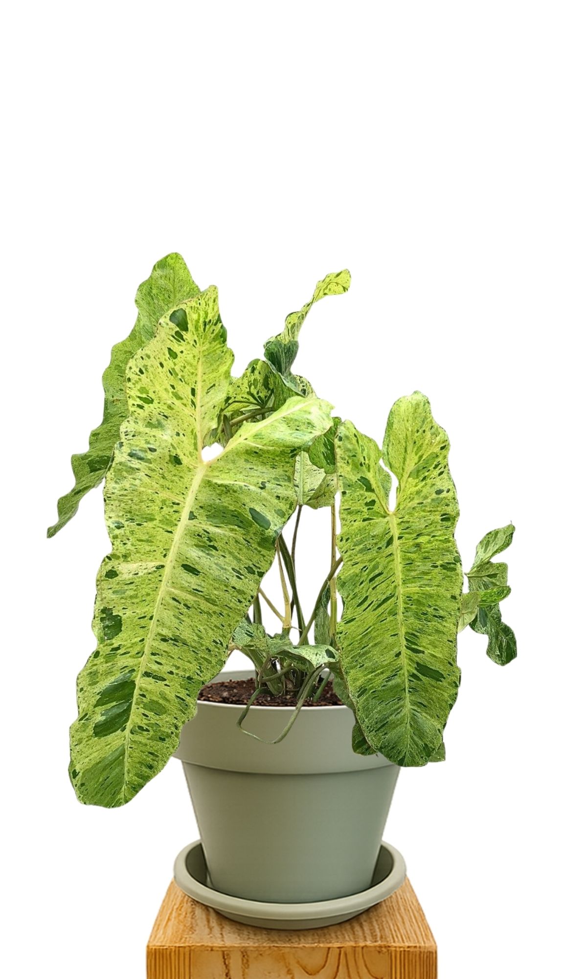 Plant kit 30 Green
